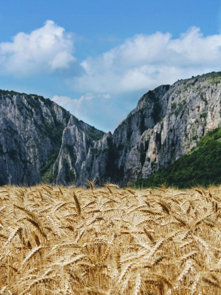 field of wheat with mountain backdrop